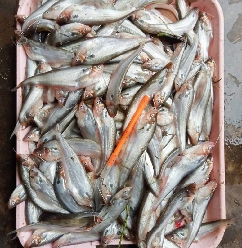 Pabda-Fish-Haor-Baor-পাবদা-মাছ-হাওর-বাওর