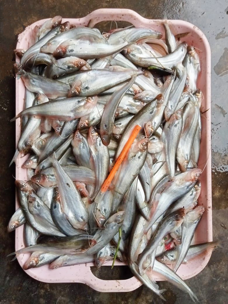 Pabda-Fish-Haor-Baor-পাবদা-মাছ-হাওর-বাওর