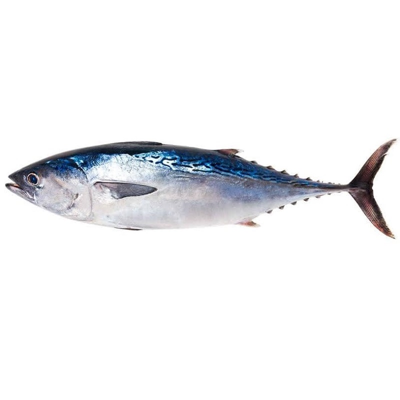 tuna-fish-sea-fish