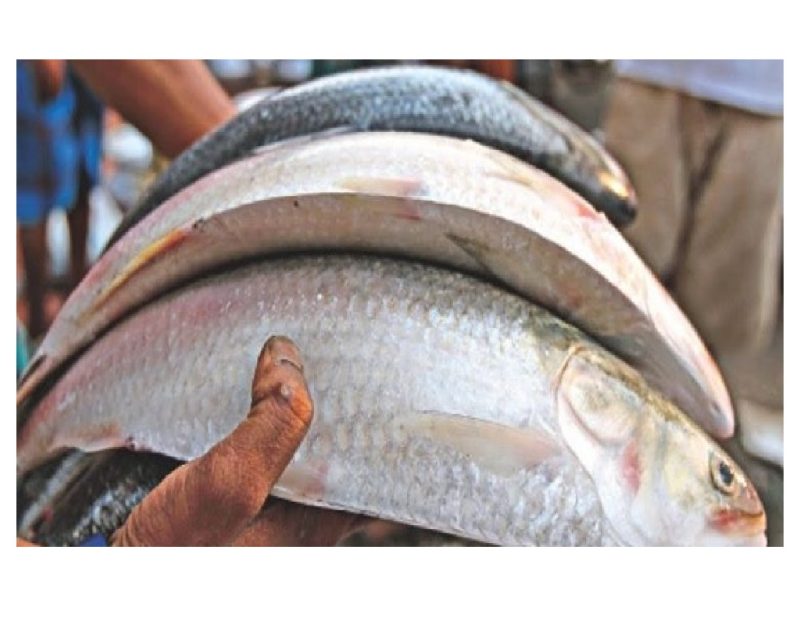 hilsa-ilish-fish