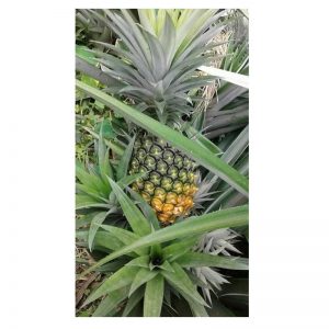 জলডুগি-আনারস-pineapple
