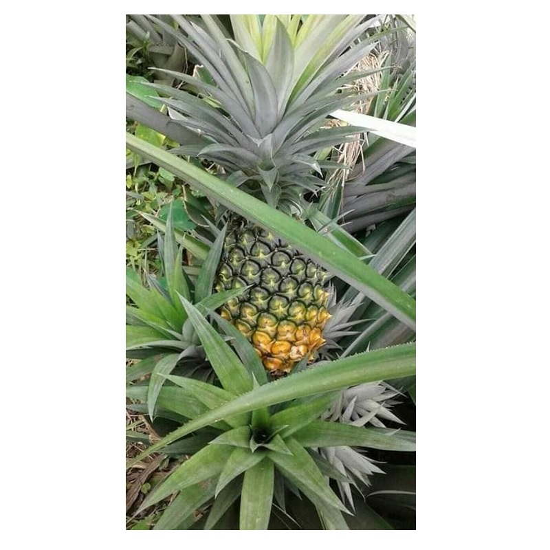 জলডুগি-আনারস-pineapple