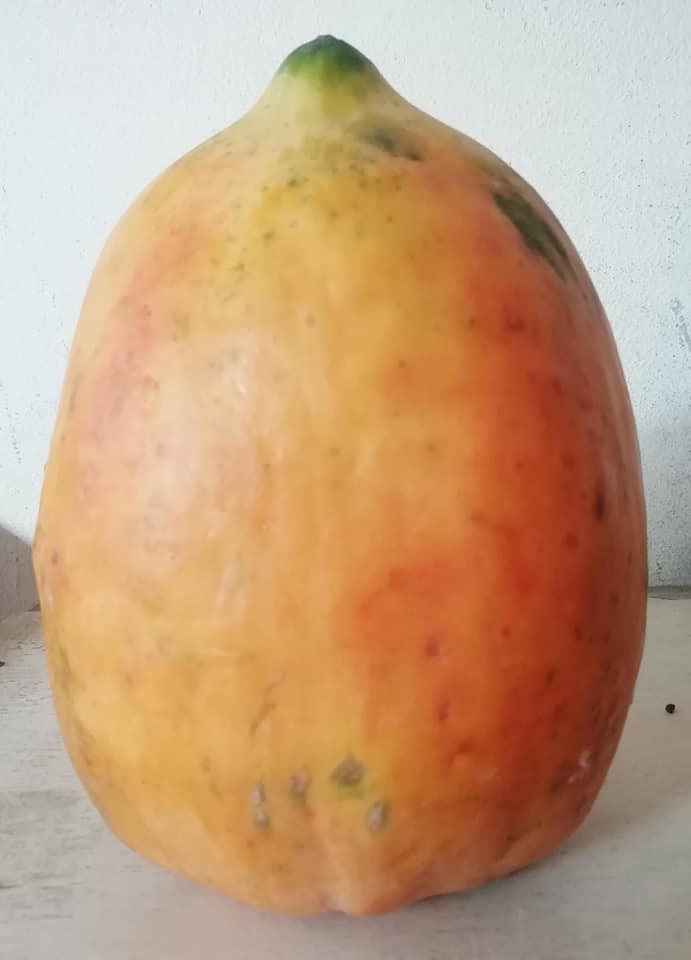 Ripe-Papaya-পাকা-পেঁপে