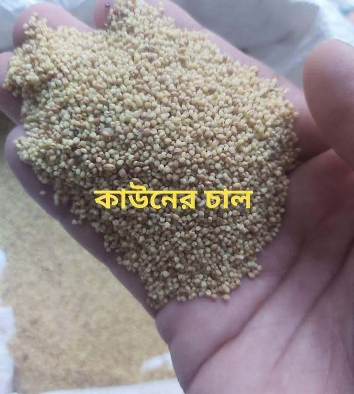 millet-kaun-rice-কাউন-চাল