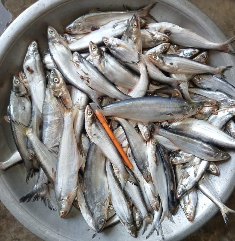 bacha-fish-haor-baor-বাচা-মাছ-হাওর-বাওর
